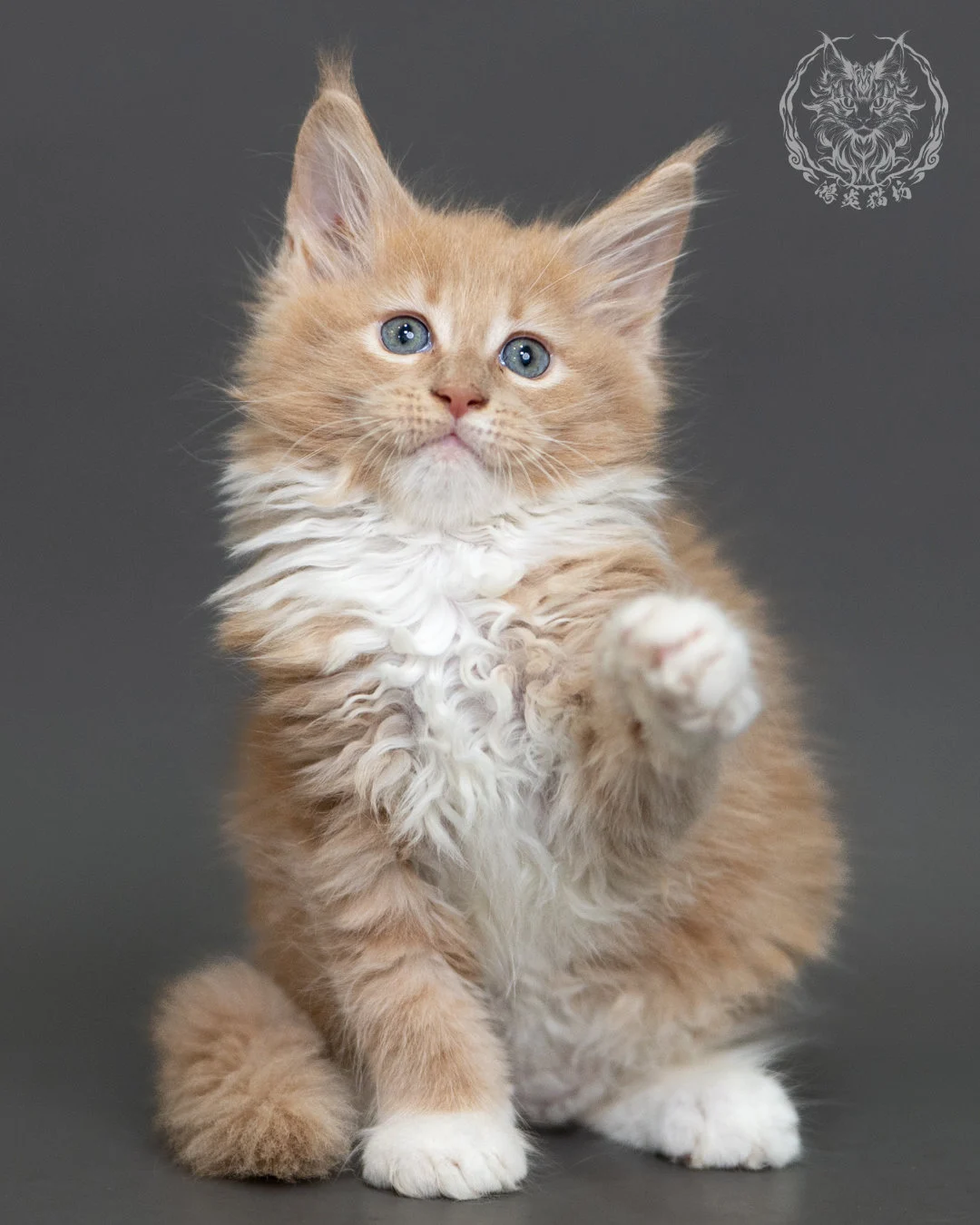 奶油虎斑緬因貓 Cream Tabby Maine Coon 2months Cattery Taichung 12