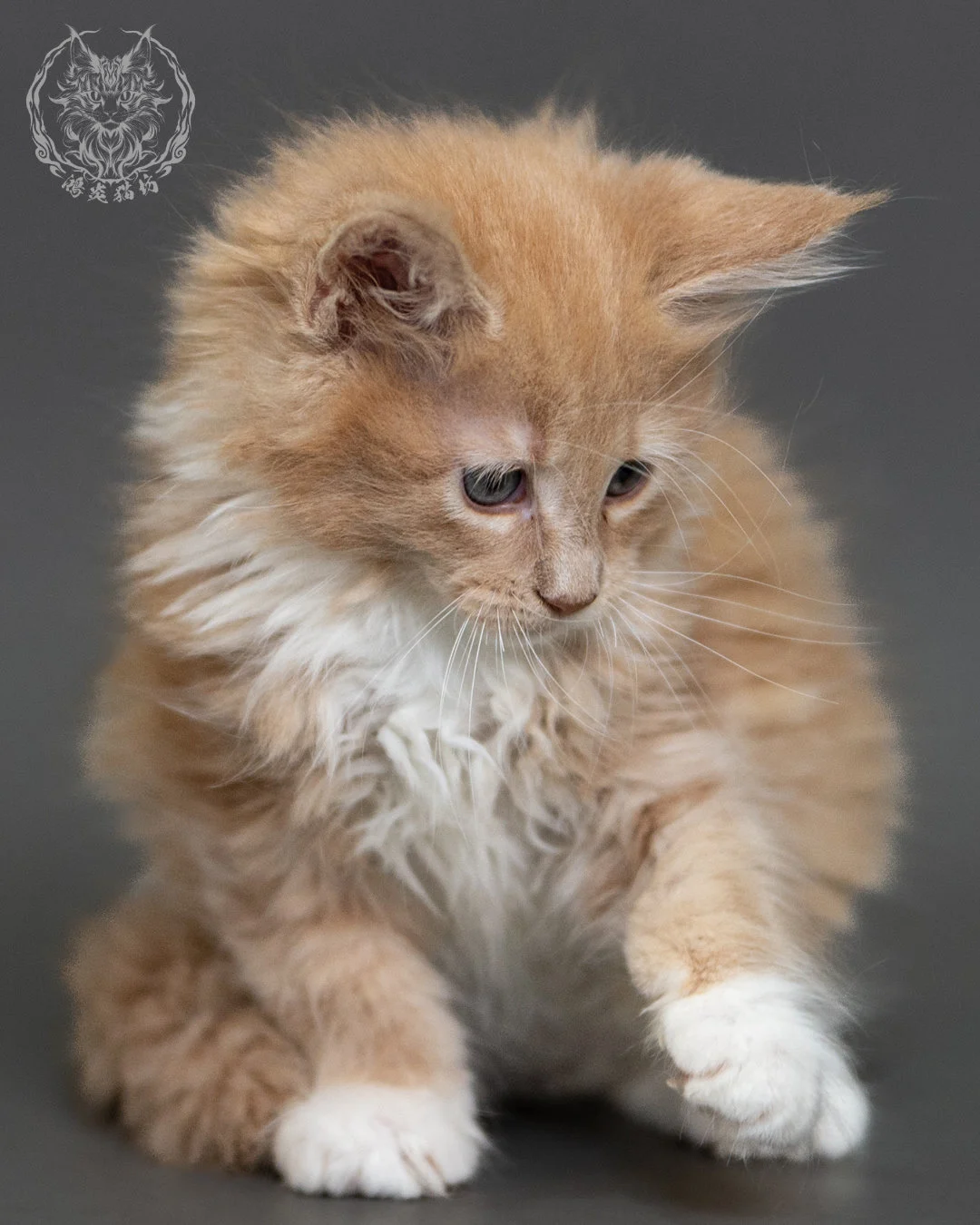 奶油虎斑緬因貓 Cream Tabby Maine Coon 2months Cattery Taichung 5
