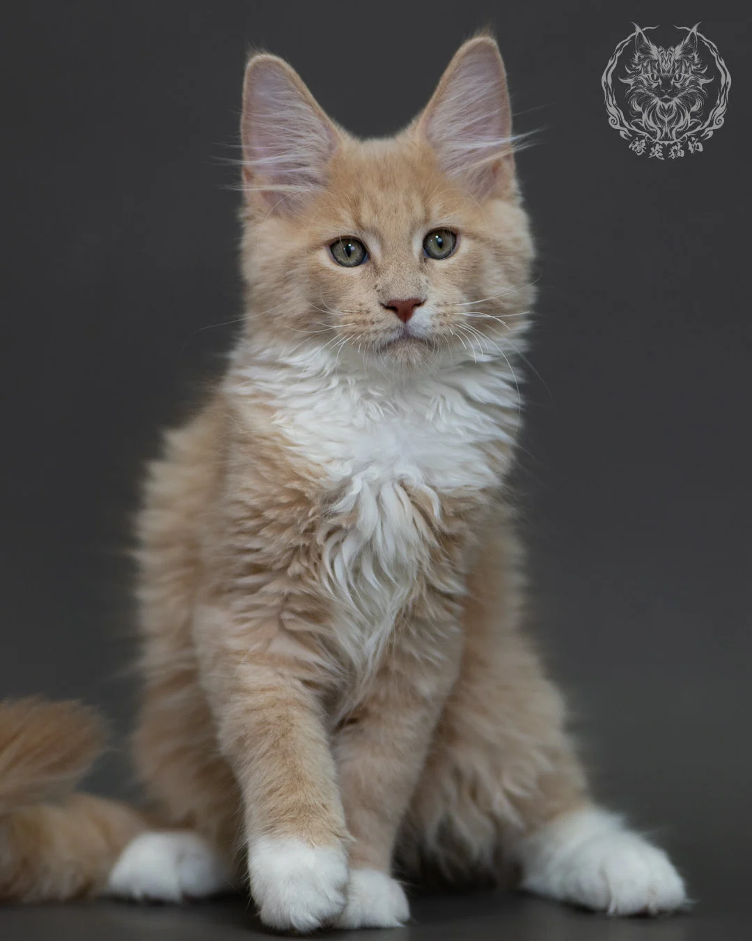 奶油虎斑 Cream Tabby Maine Coon 3months 5