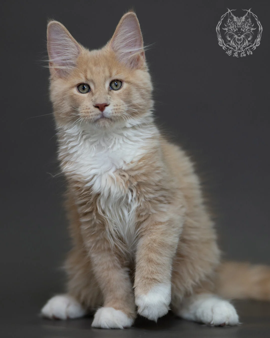 奶油虎斑 Cream Tabby Maine Coon 3months 8