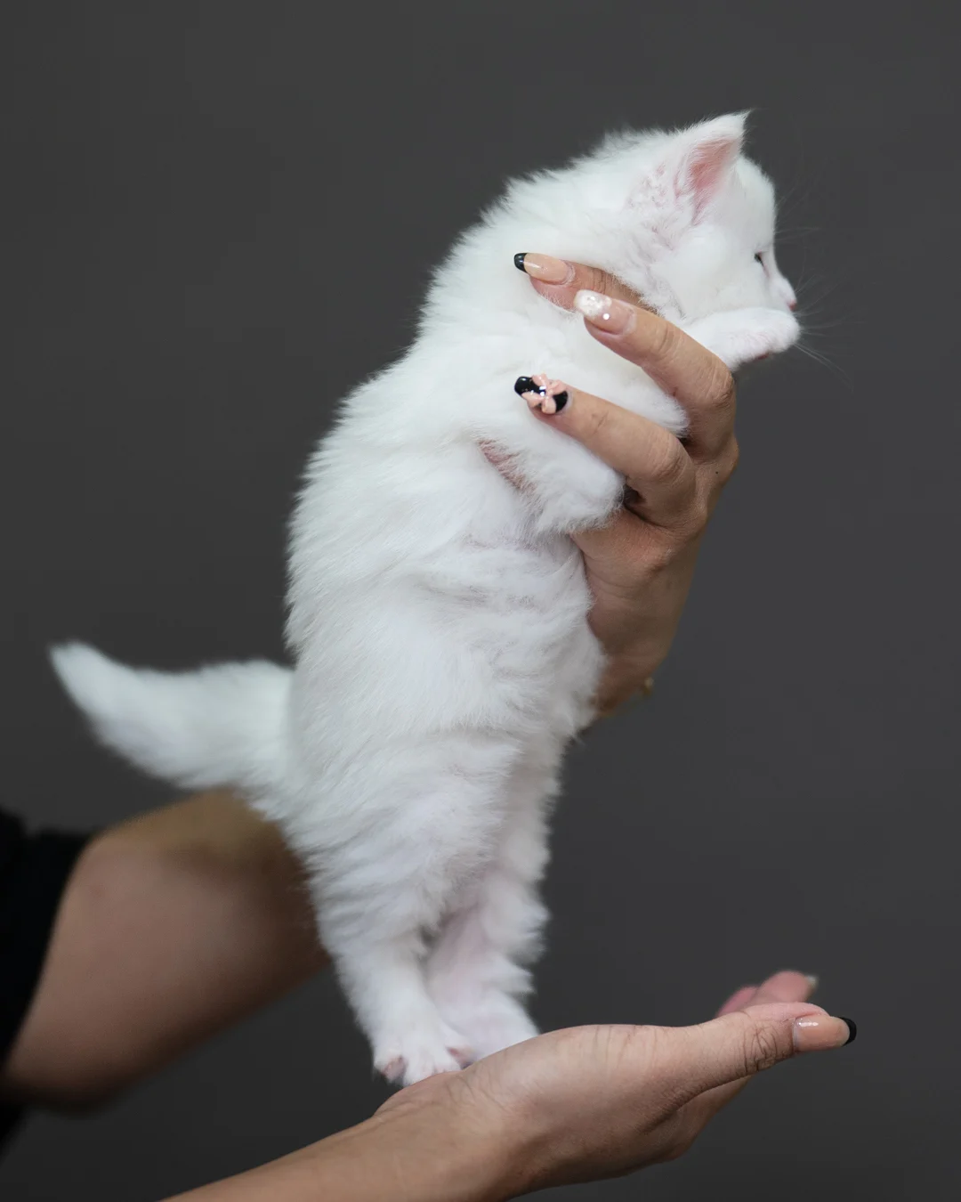 白色緬因貓 White Maine Coon 4weeks Cattery Taichung 11