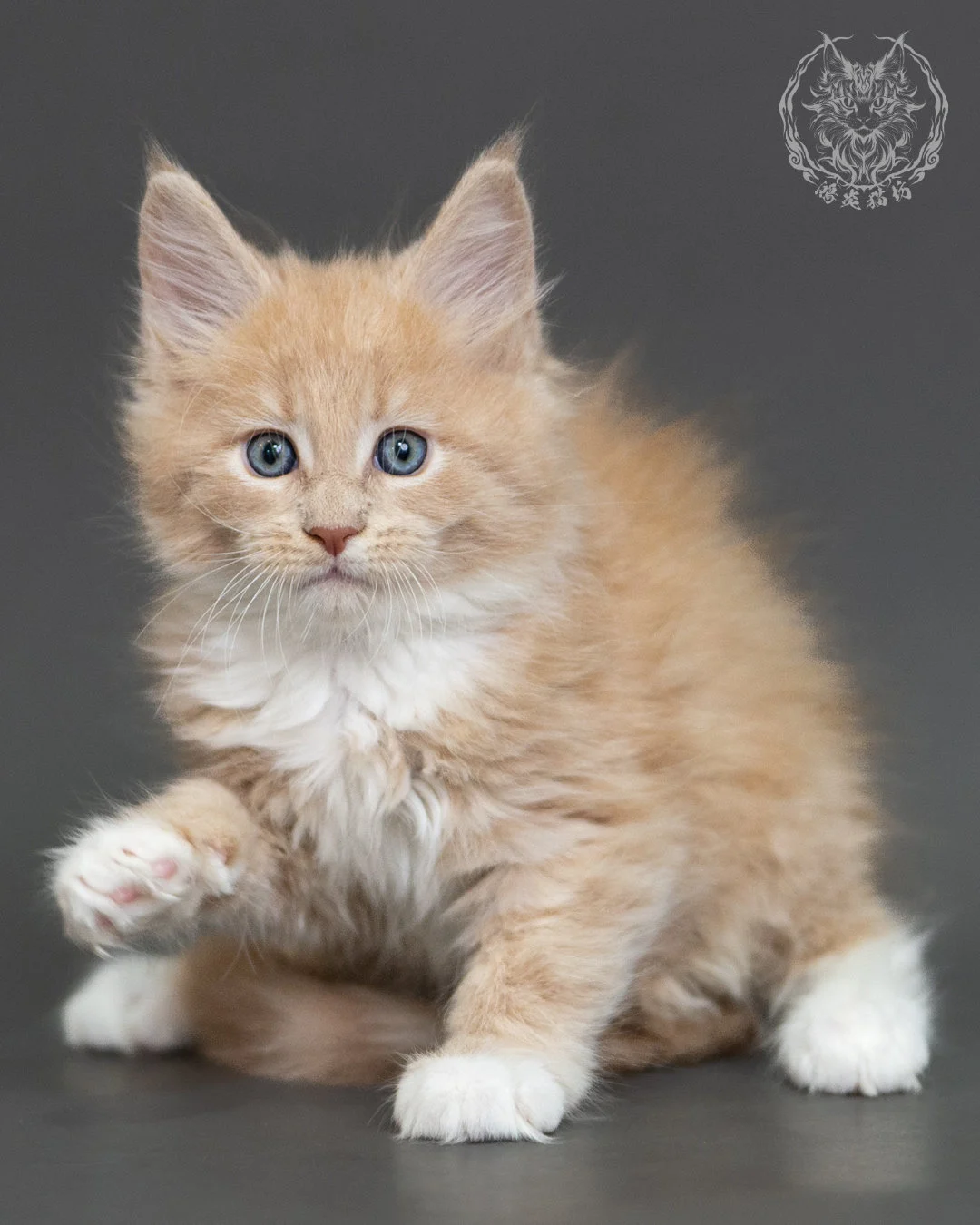 奶油虎斑緬因貓 Cream Tabby Maine Coon 2months Cattery Taichung 10