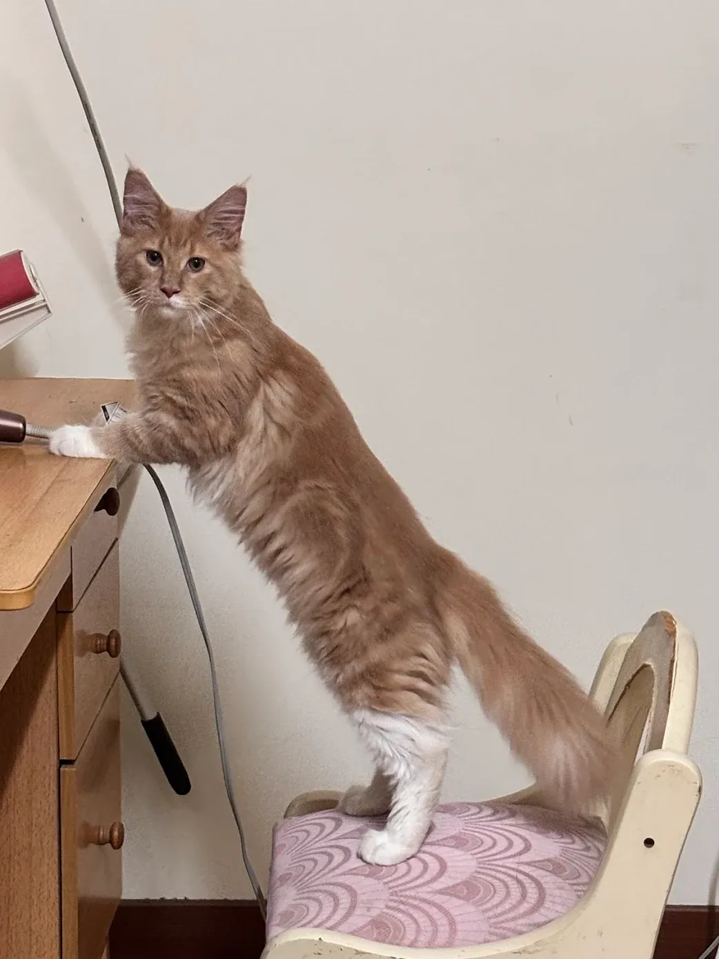 奶油虎斑緬因貓