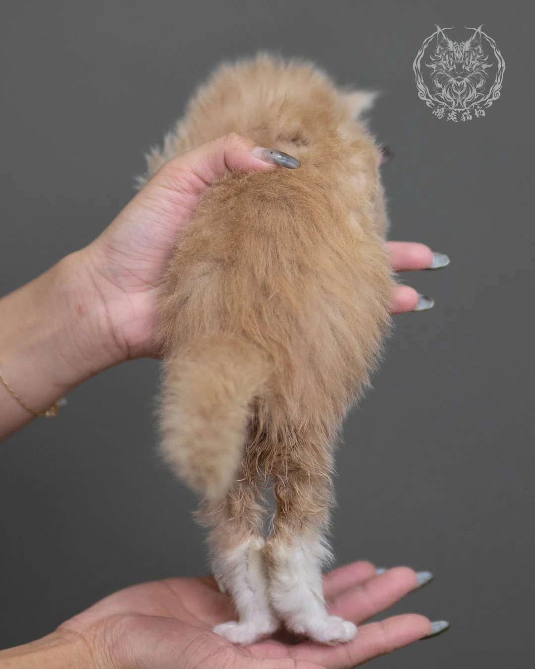 奶油虎斑緬因貓 Cream Tabby Maine Coon 4weeks Cattery Taichung 10