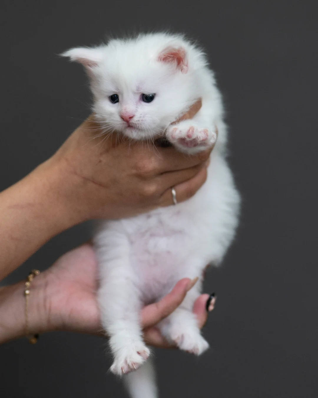 白色緬因貓 White Maine Coon 4weeks Cattery Taichung 6