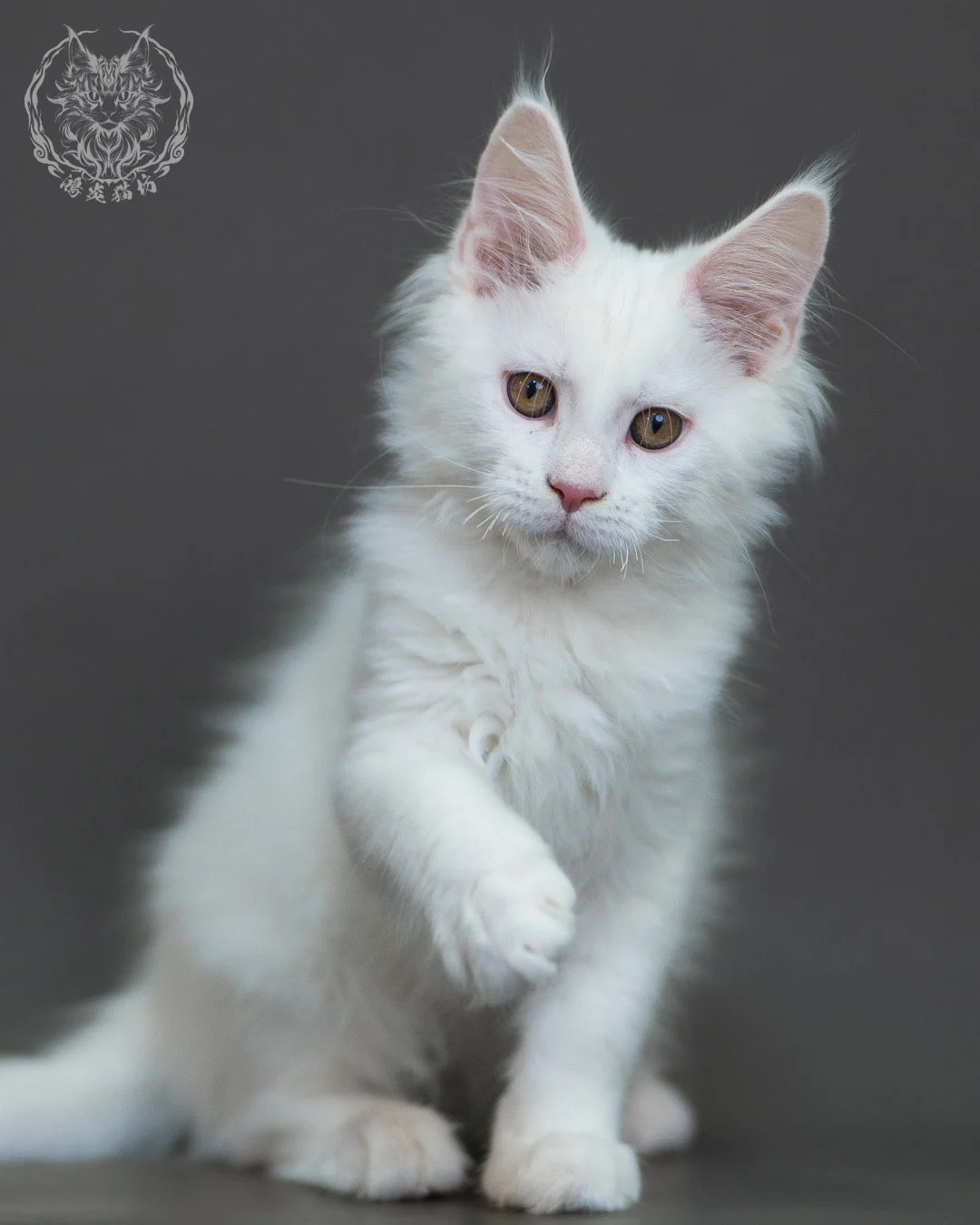 白色 White Maine Coon 3months 10