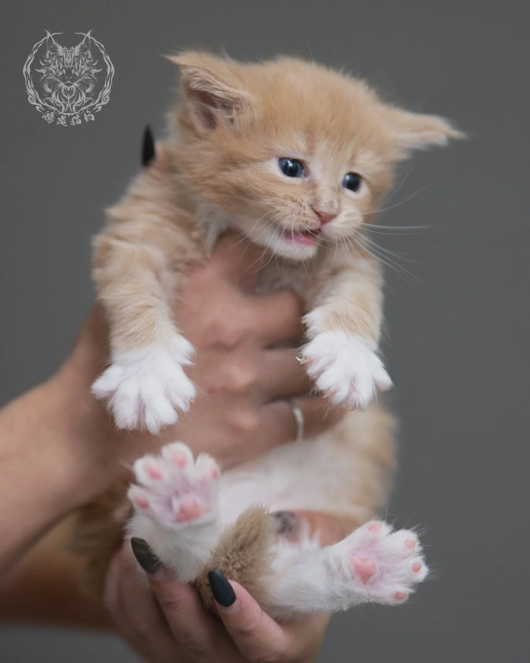 奶油虎斑緬因貓 Cream Tabby Maine Coon 4weeks Cattery Taichung 6
