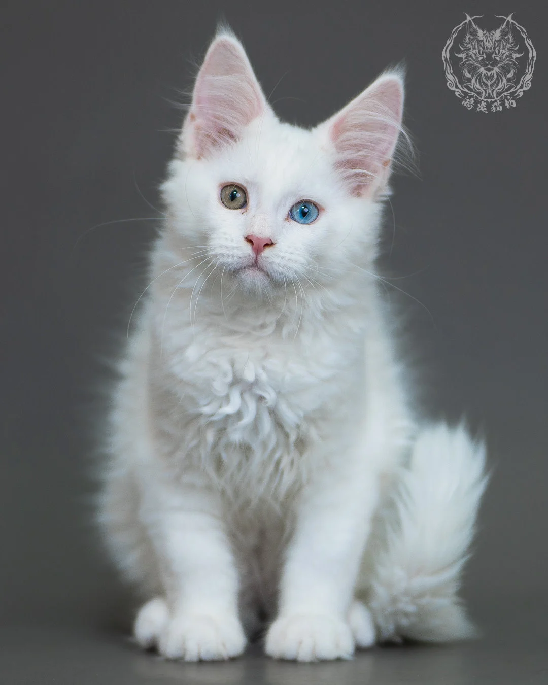 異瞳白色 Odd Eye White Maine Coon 3months 7