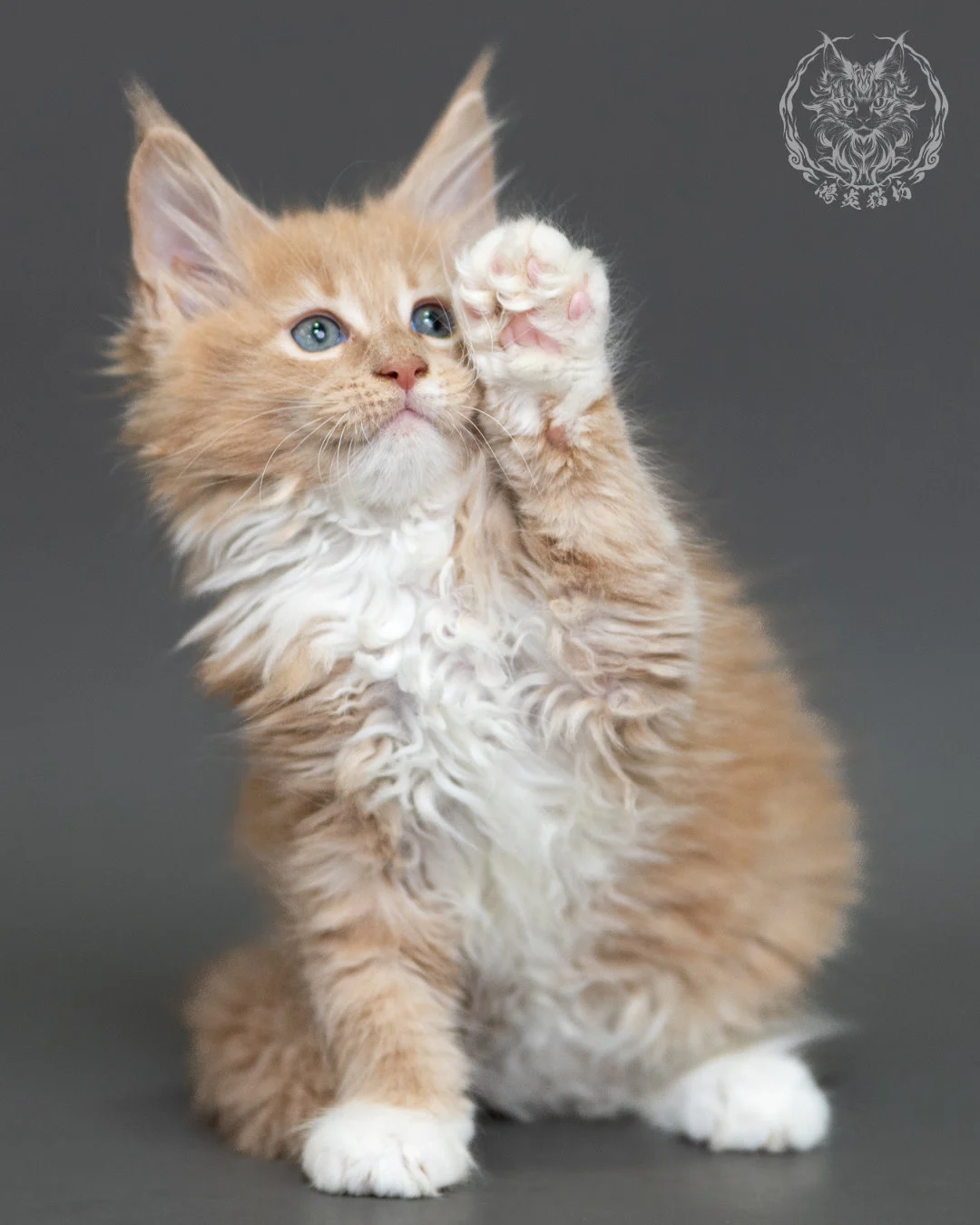 奶油虎斑緬因貓 Cream Tabby Maine Coon 2months Cattery Taichung 7