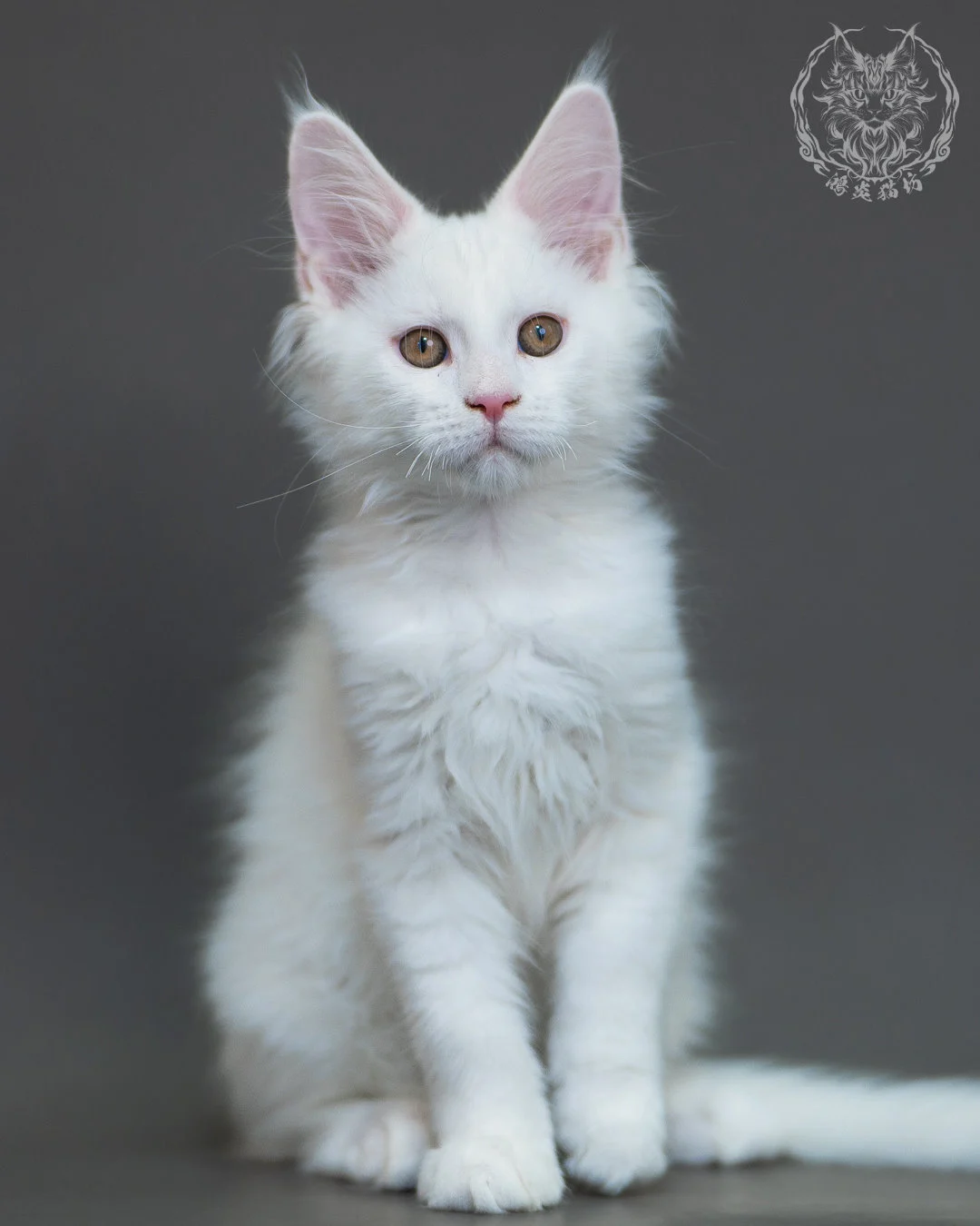 白色 White Maine Coon 3months 5