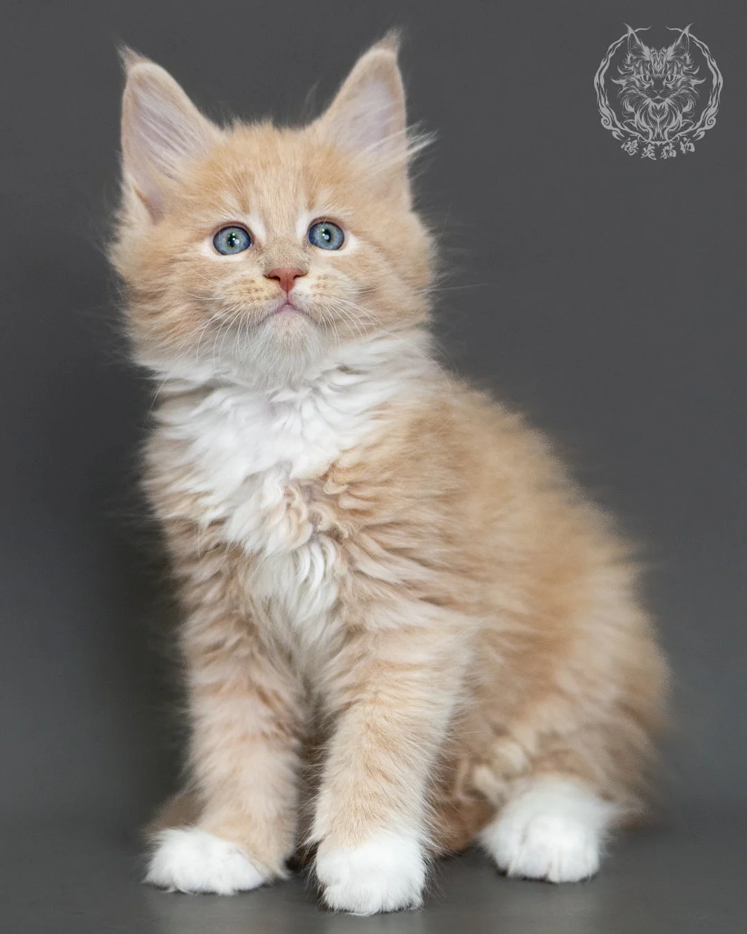 奶油虎斑緬因貓 Cream Tabby Maine Coon 2months Cattery Taichung 12