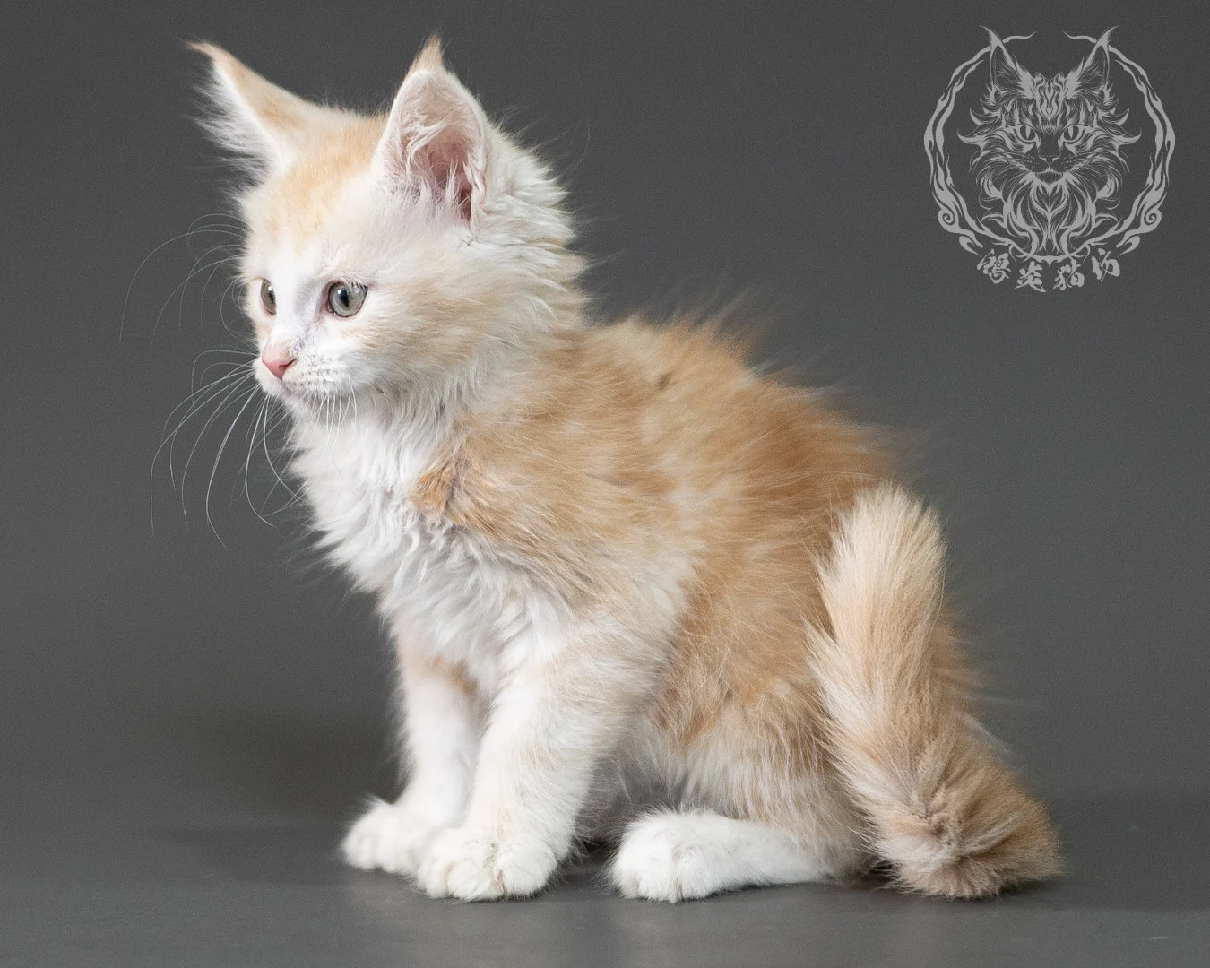 紅銀虎斑緬因貓 Red Silver Tabby Maine Coon 2months Closeup 19