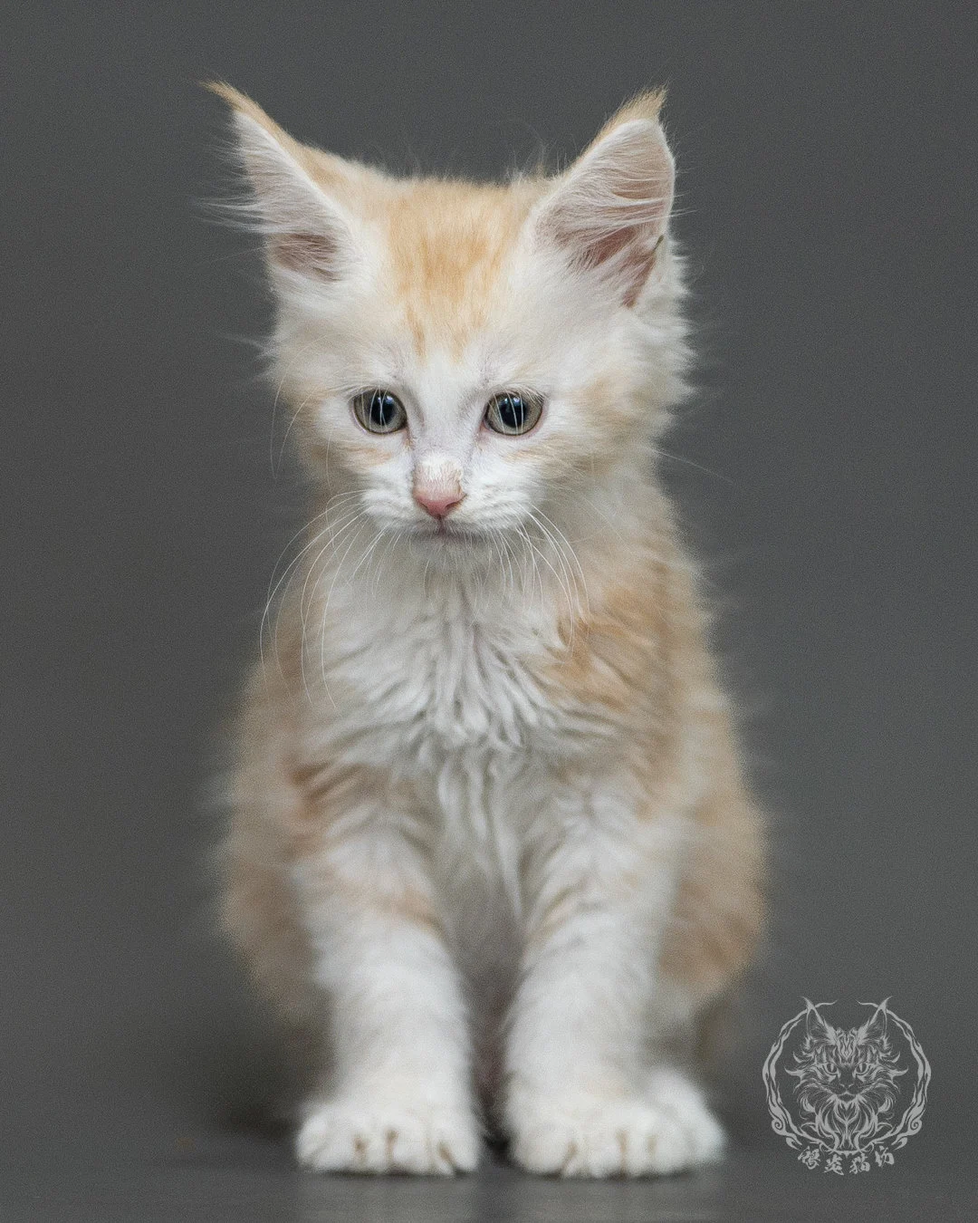 紅銀虎斑緬因貓 Red Silver Tabby Maine Coon 2months Closeup 14