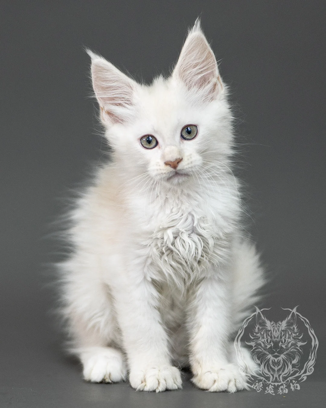 紅銀陰影緬因貓 Red Shaded Maine Coon 2months Closeup 6