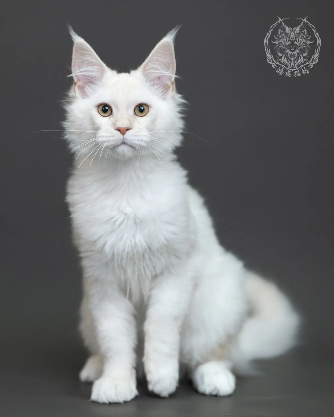 紅銀陰影緬因貓 Red Silver Shaded Maine Coon 4halfmonths Cattery Taichung 1