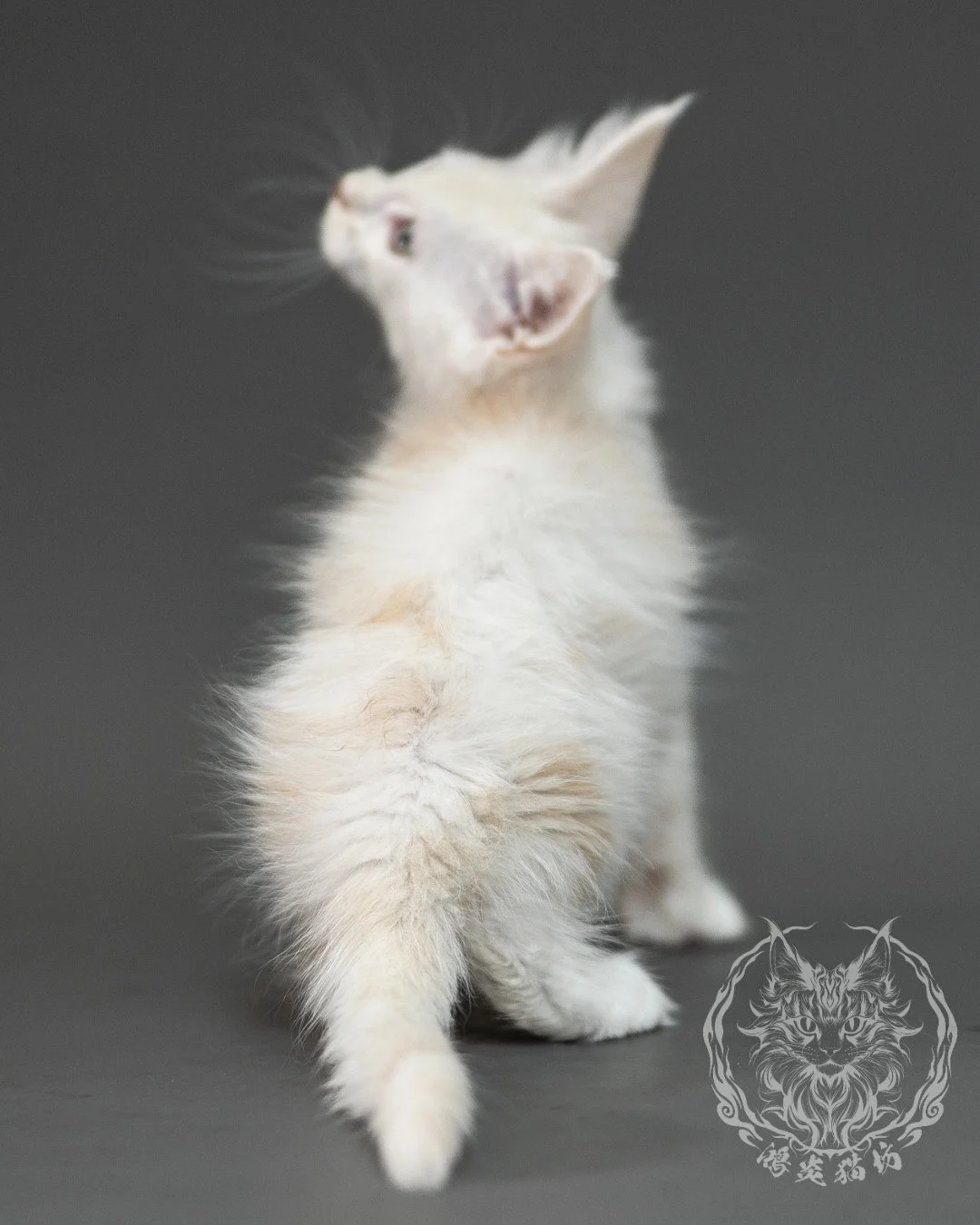 紅銀陰影緬因貓 Red Shaded Maine Coon 2months Closeup 24