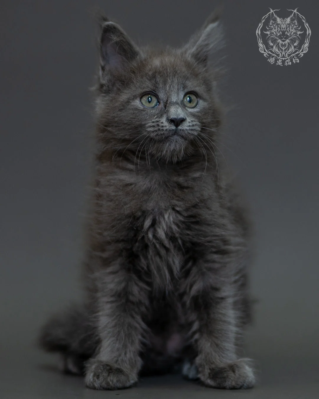 藍煙燻 Blue Smoke Maine Coon 2months 1