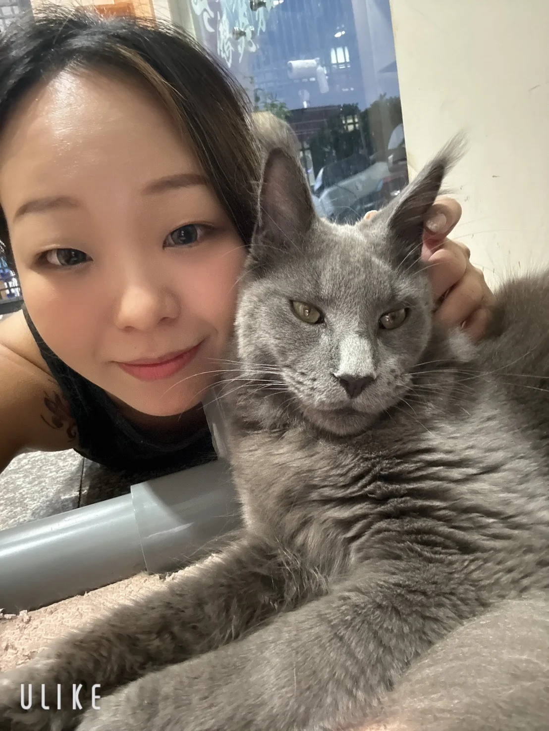 藍煙燻緬因貓10個月記錄