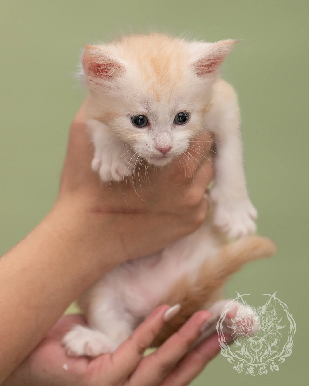 紅銀虎斑緬因貓 Red Silver Tabby Maine Coon 4weeks Closeup 1