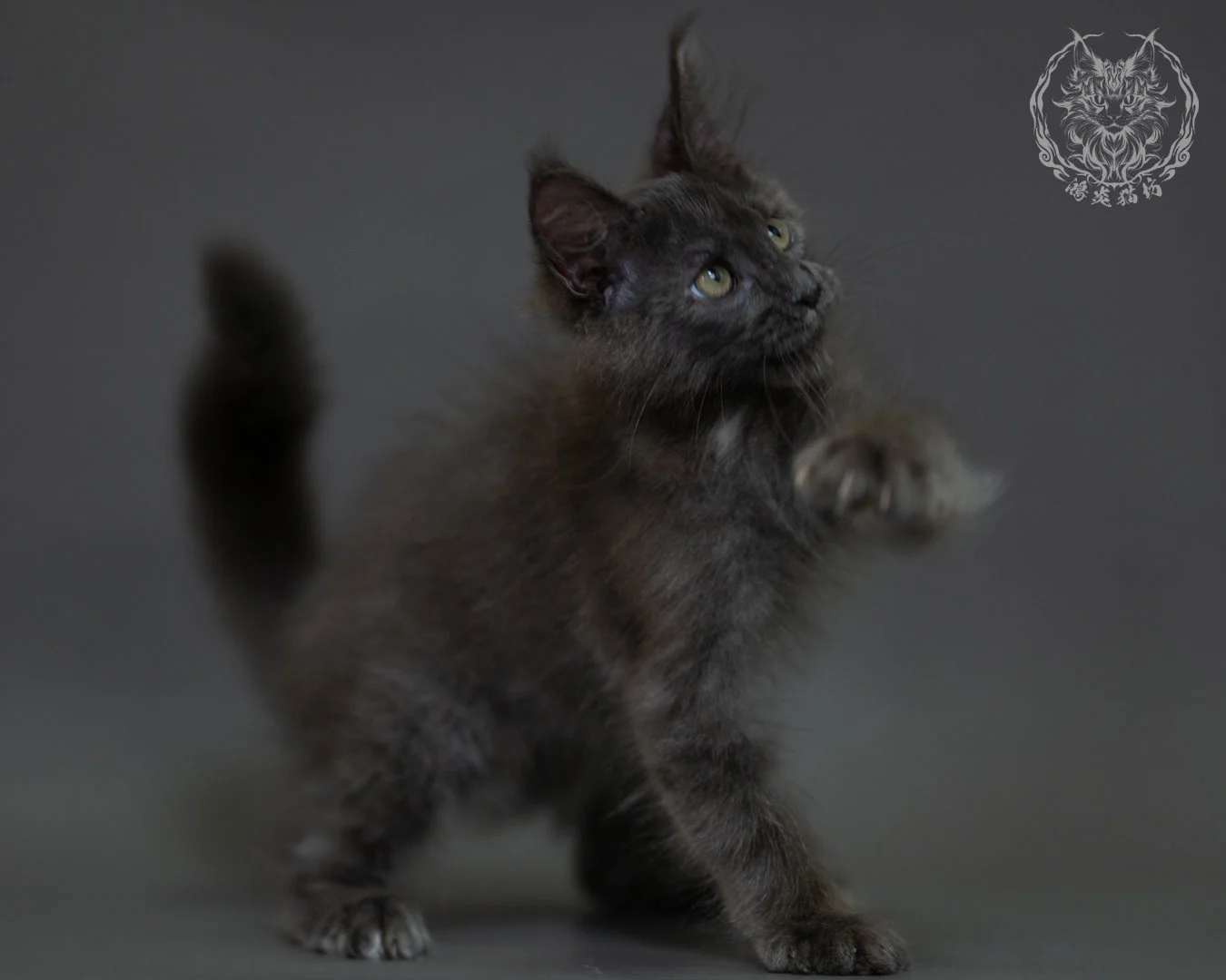 藍煙燻 Blue Smoke Maine Coon 3months 19
