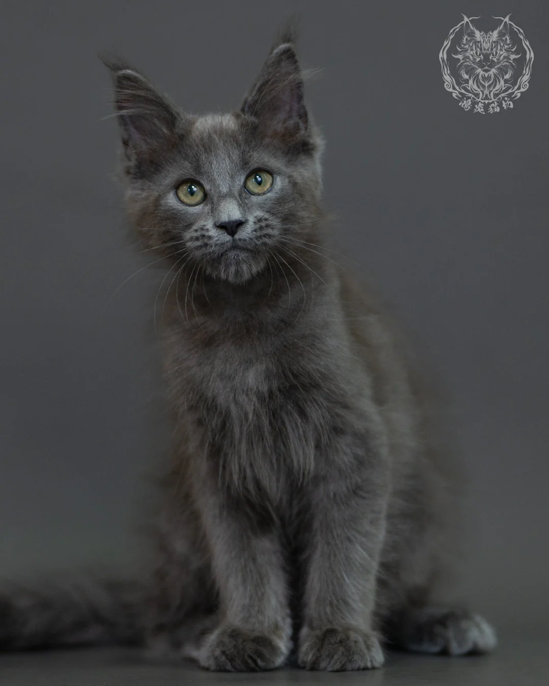 藍煙燻 Blue Smoke Maine Coon 3months 14