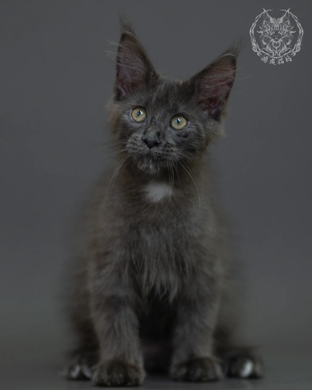 藍煙燻 Blue Smoke Maine Coon 3months 10