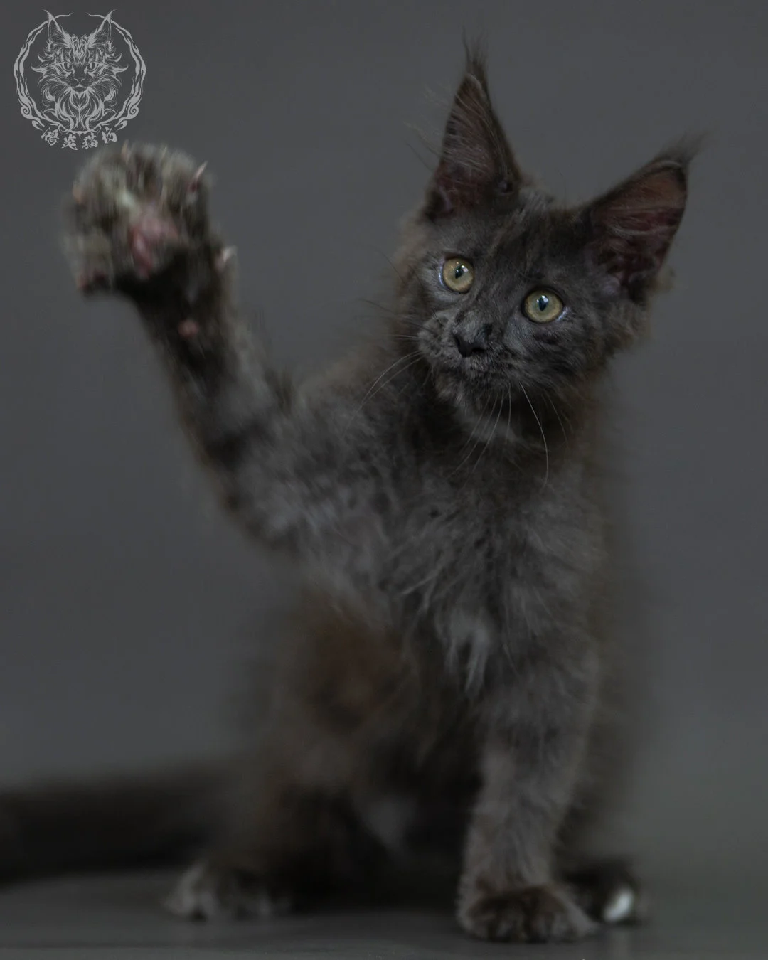 藍煙燻 Blue Smoke Maine Coon 3months 4