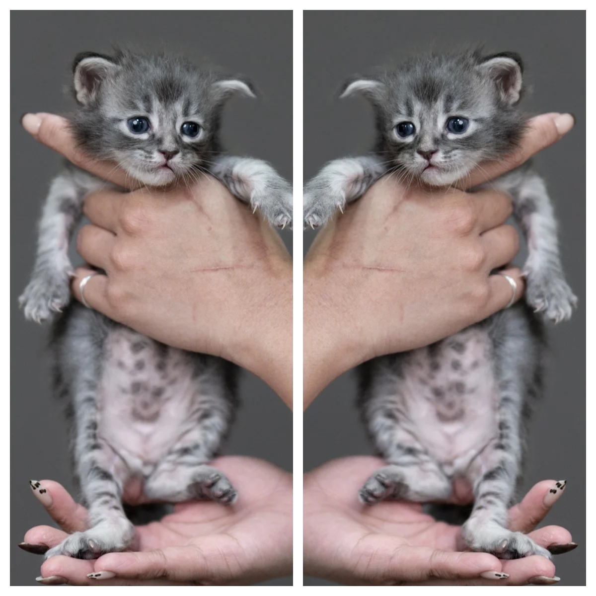 鴻炎貓坊藍煙燻緬因貓男孩,4 週大幼貓,藍灰煙燻色毛髮、奶萌表情、圓滾大眼,台中緬因貓舍紀錄照。