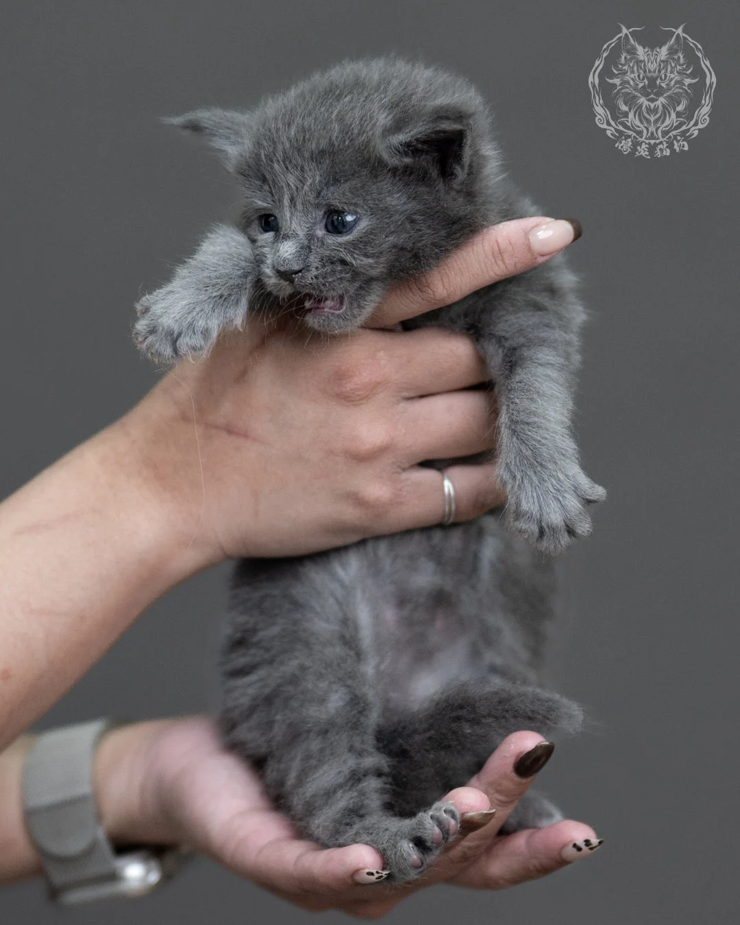 藍煙燻緬因貓 Blue Smoke Maine Coon 4weeks Cattery Taichung 5