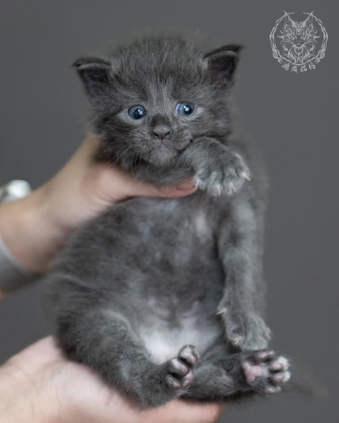 藍煙燻緬因貓 Blue Smoke Maine Coon 4weeks Cattery Taichung 10