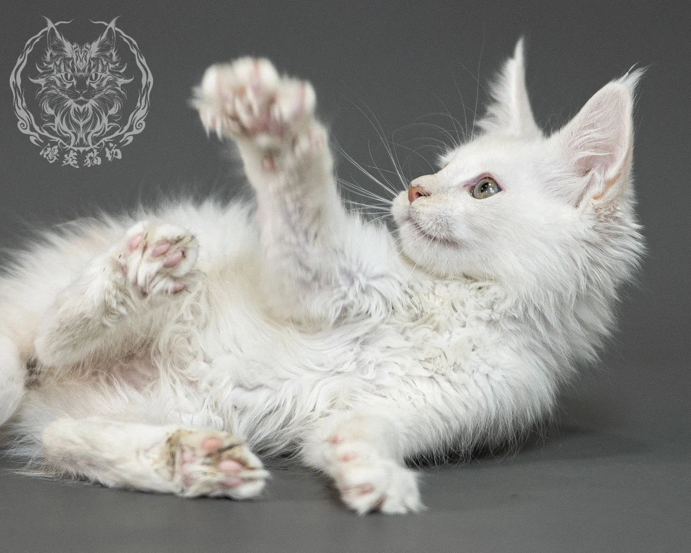 紅銀陰影緬因貓 Red Shaded Maine Coon 2months Closeup 29