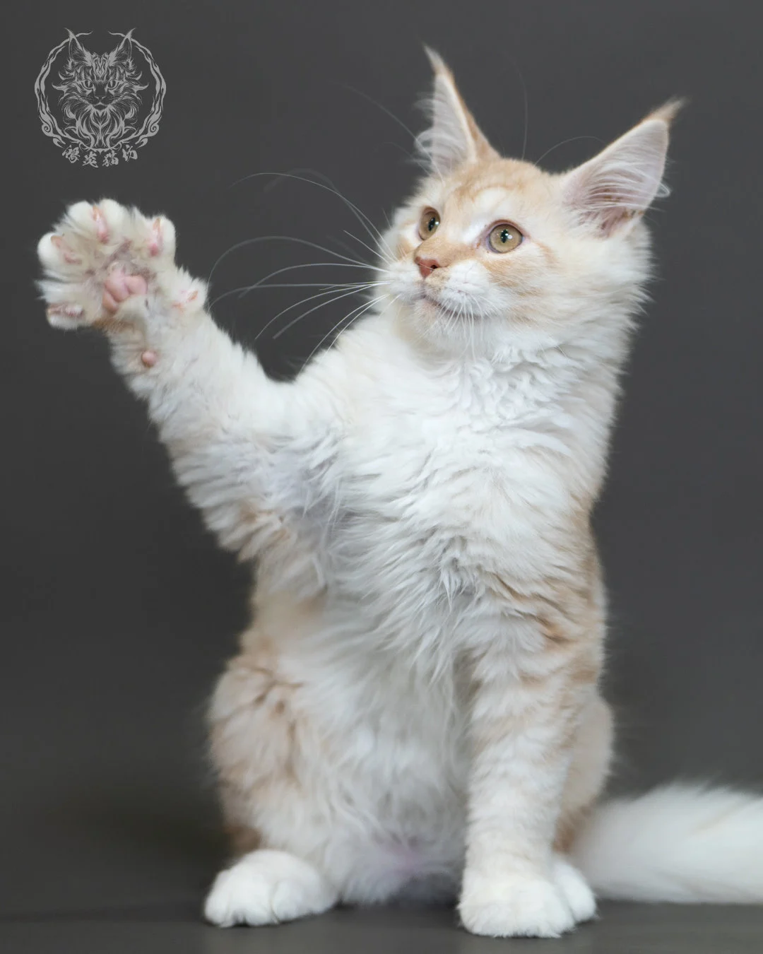 紅銀虎斑緬因貓 Red Silver Tabby Maine Coon 4halfmonths Cattery Taichung 12