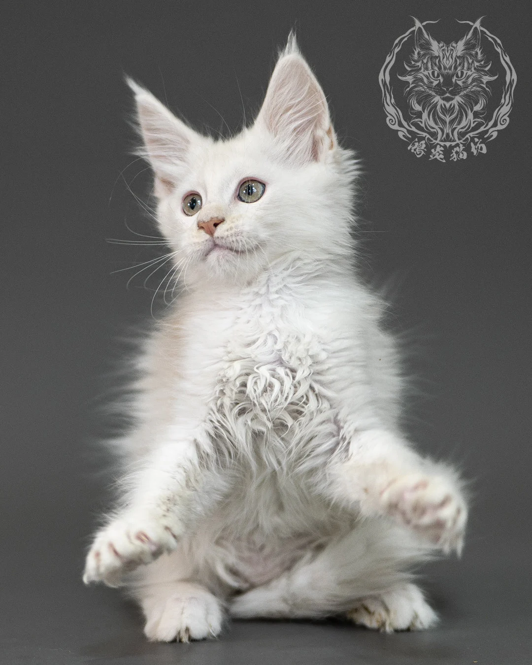 紅銀陰影緬因貓 Red Shaded Maine Coon 2months Closeup 4