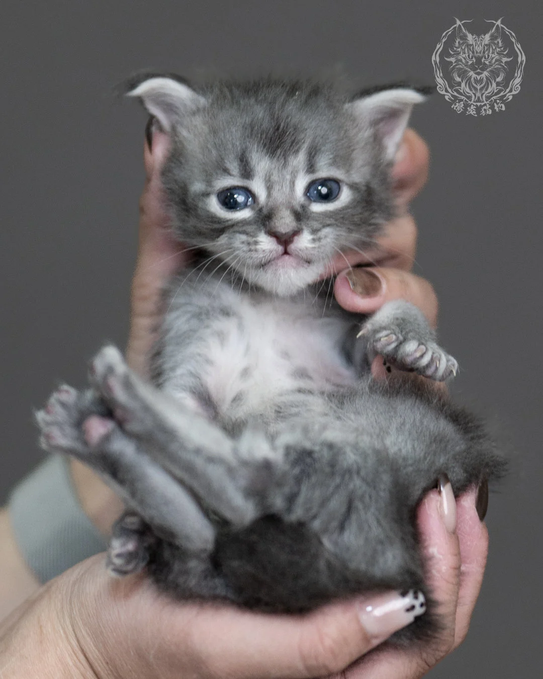 藍虎斑緬因貓 Blue Tabby Maine Coon 4weeks Taichung Cattery 10