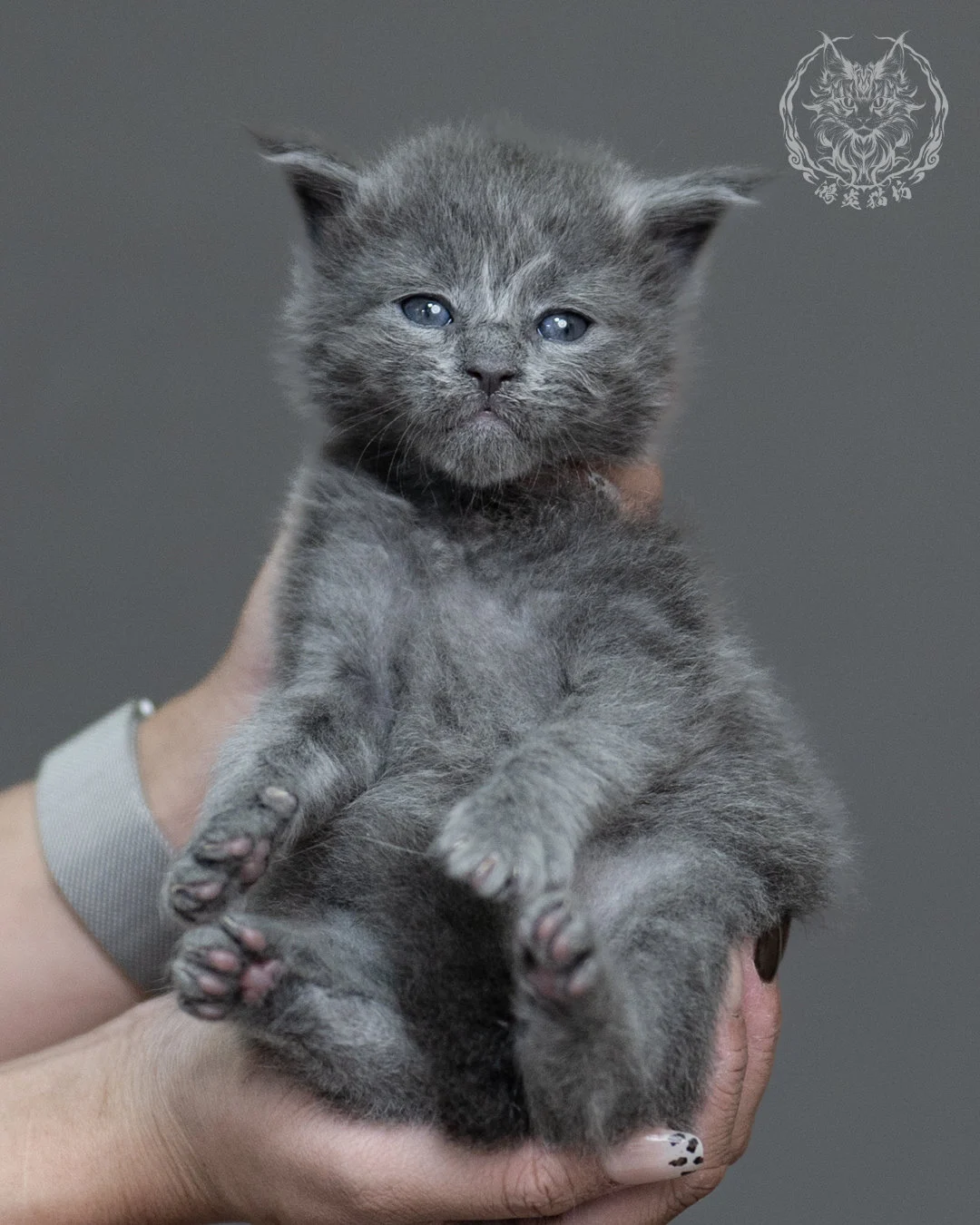 藍煙燻緬因貓 Blue Smoke Maine Coon 4weeks Cattery Taichung 1