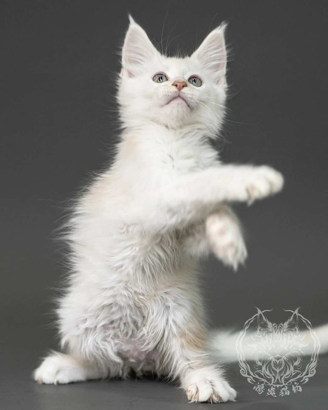 紅銀陰影緬因貓 Red Shaded Maine Coon 2months Closeup 26