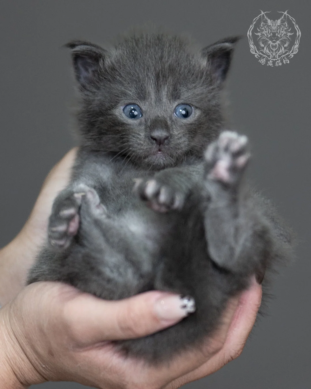藍煙燻緬因貓 Blue Smoke Maine Coon 4weeks Cattery Taichung 6