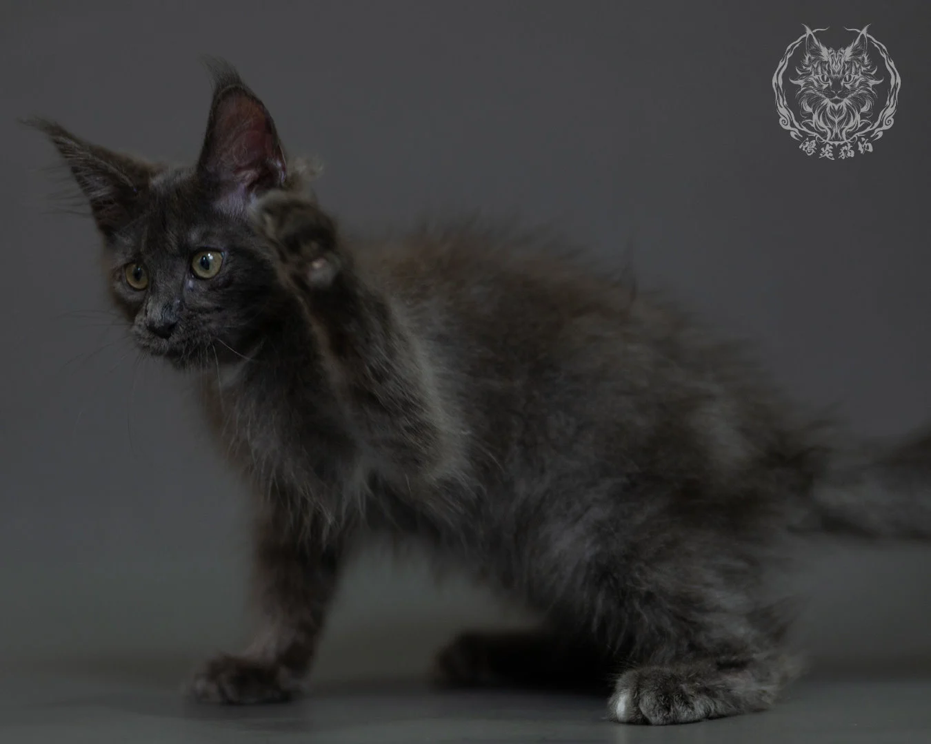 藍煙燻 Blue Smoke Maine Coon 3months 20