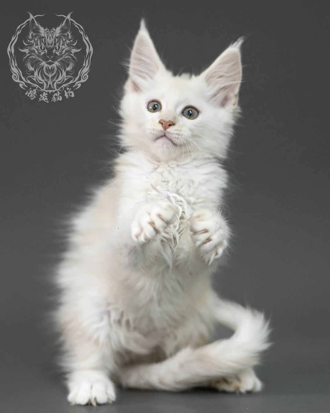 紅銀陰影緬因貓 Red Shaded Maine Coon 2months Closeup 14