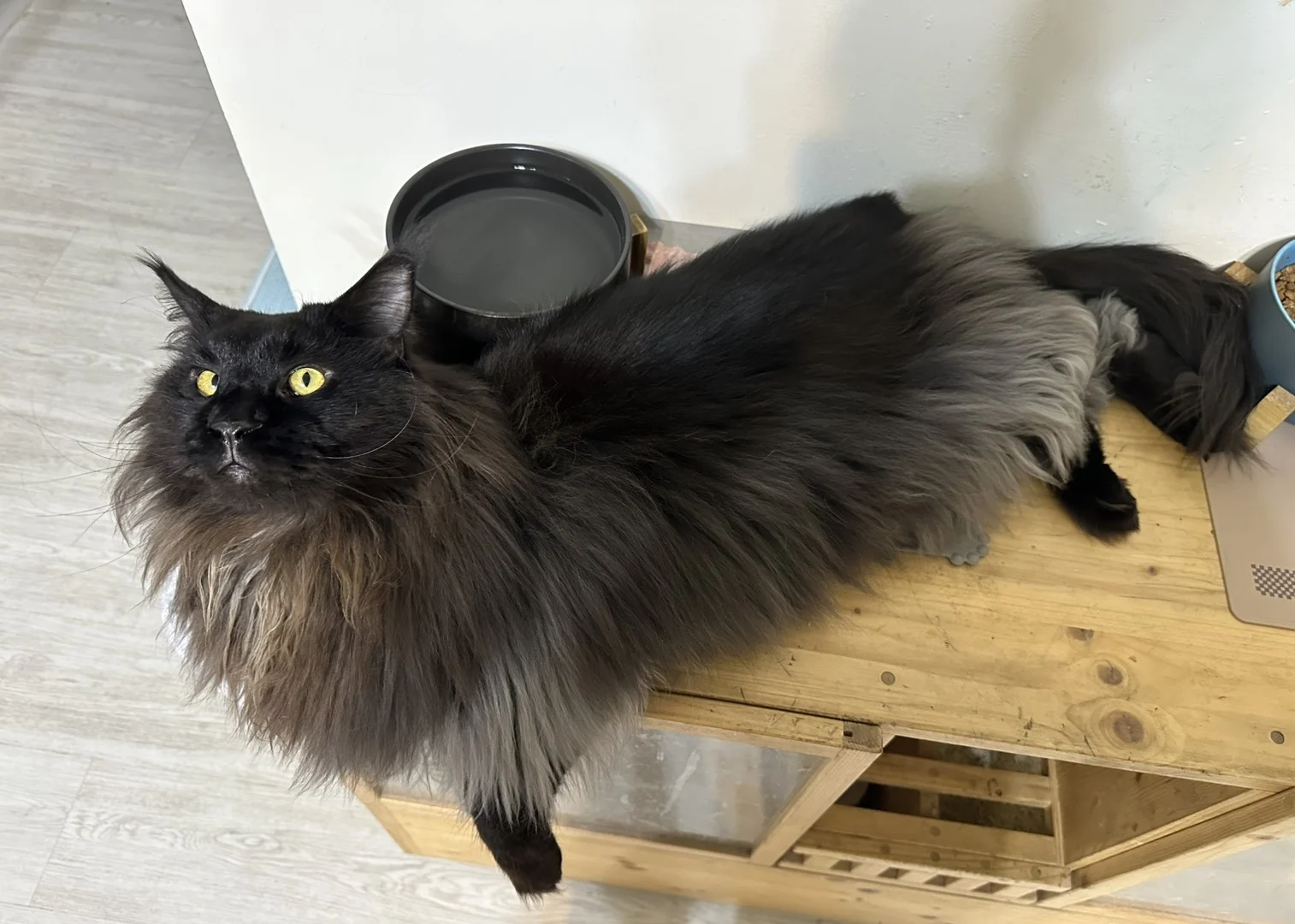 奧托 黑煙燻緬因貓 特寫凝視 Otto Black Smoke Maine Coon Close Up