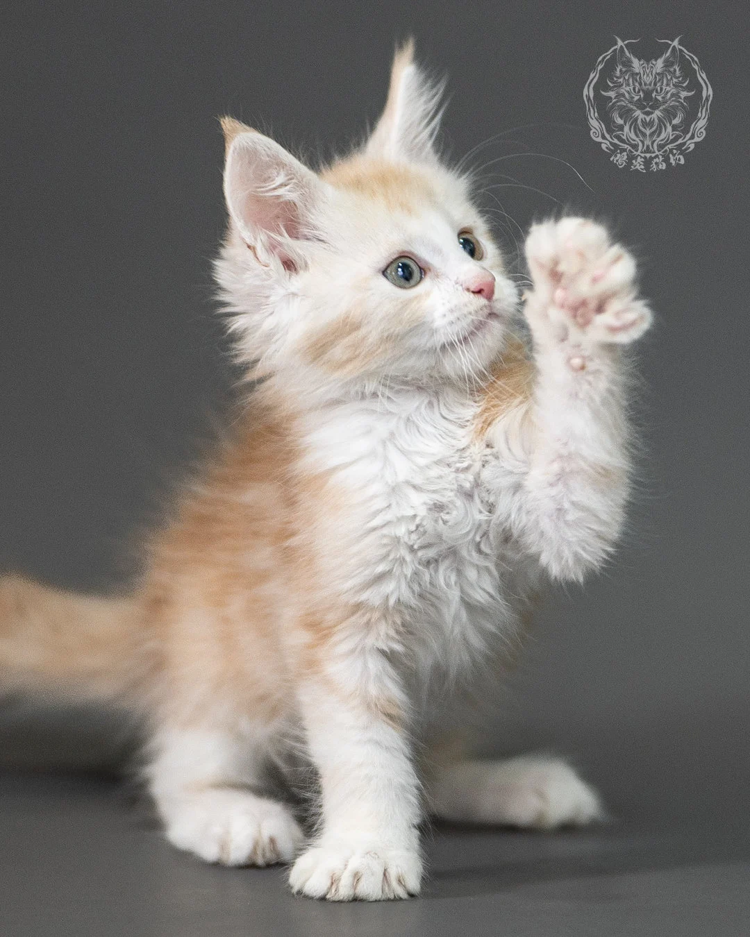 紅銀虎斑緬因貓 Red Silver Tabby Maine Coon 2months Closeup 1