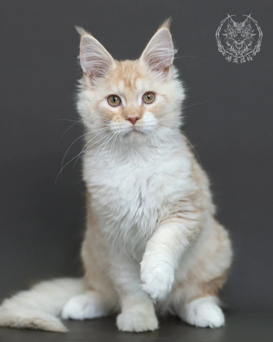 紅銀虎斑緬因貓 Red Silver Tabby Maine Coon 4halfmonths Cattery Taichung 7