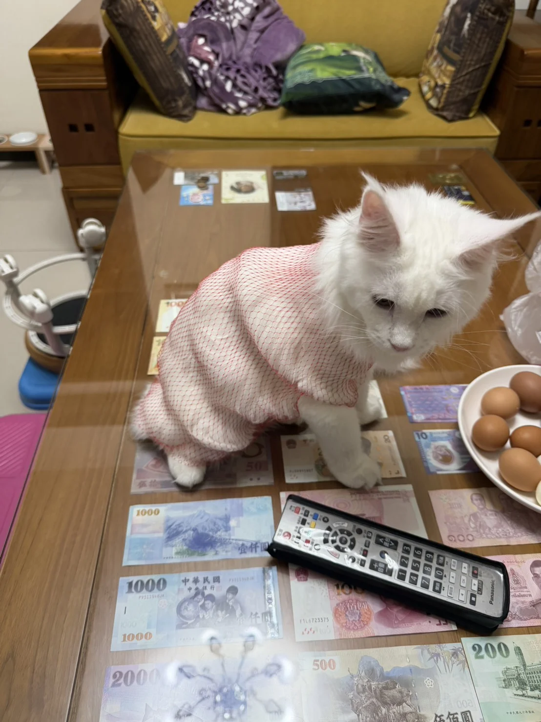 Mainecoon White Xiaogongju 3months