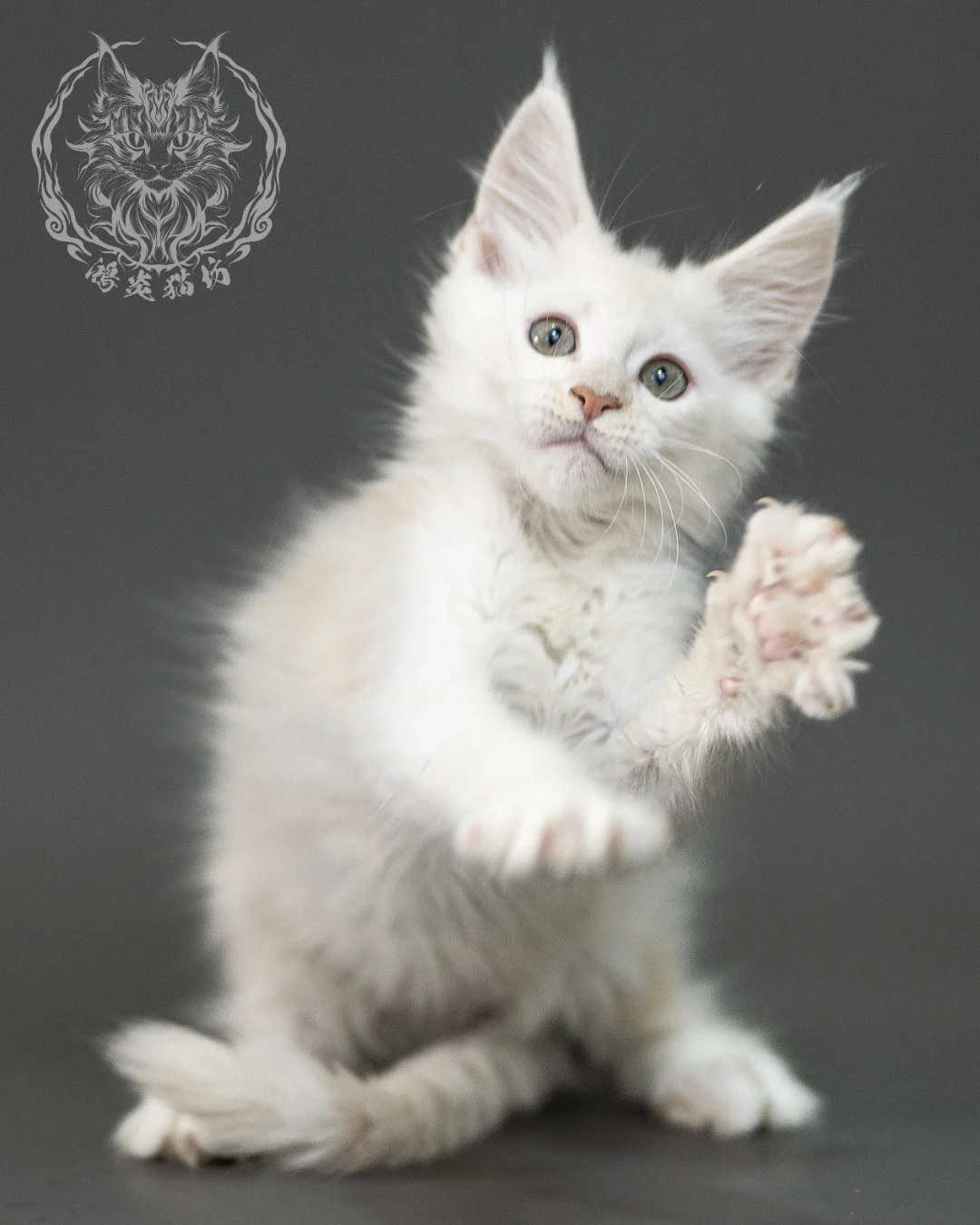 紅銀陰影緬因貓 Red Shaded Maine Coon 2months Closeup 9