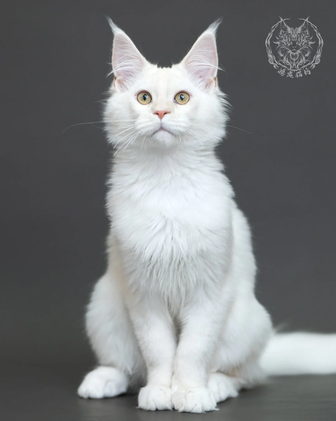 紅銀陰影緬因貓 Red Silver Shaded Maine Coon 4halfmonths Cattery Taichung 17