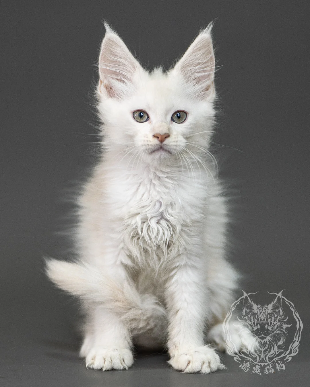 紅銀陰影緬因貓 Red Shaded Maine Coon 2months Closeup 8