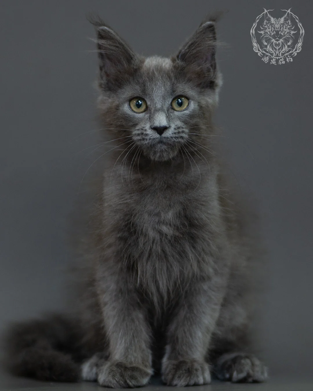 藍煙燻 Blue Smoke Maine Coon 3months 2