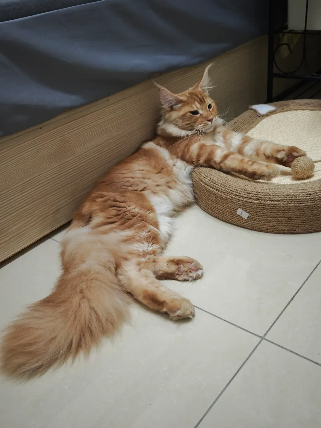 奶油虎斑緬因貓