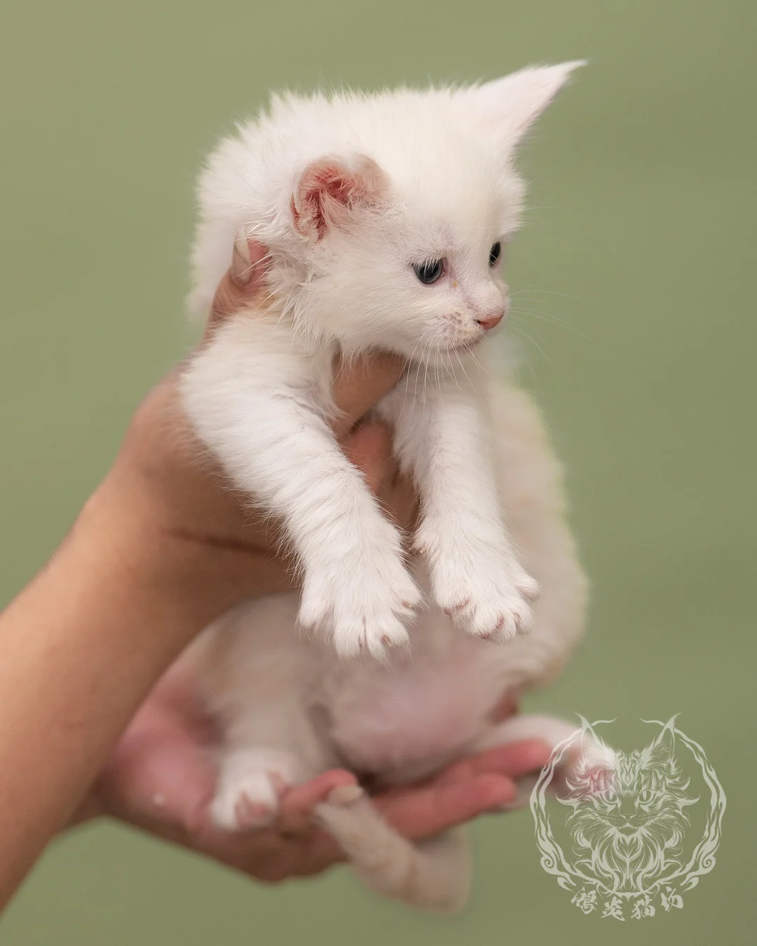 紅銀陰影緬因貓 Red Shaded Maine Coon 4weeks Closeup 4
