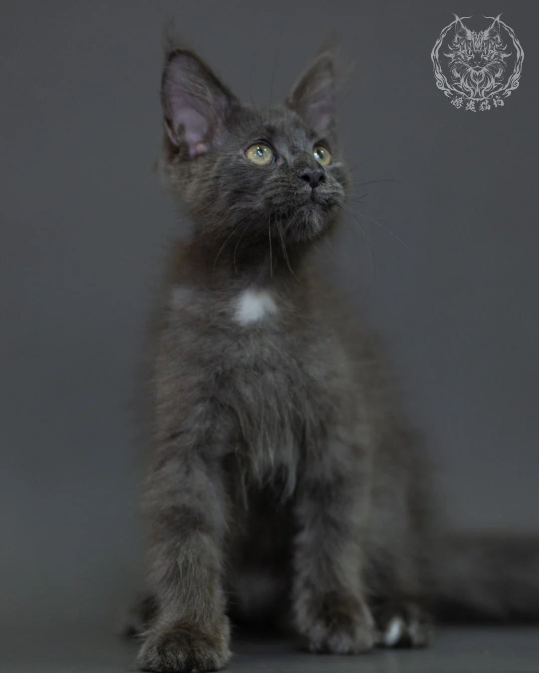 藍煙燻 Blue Smoke Maine Coon 3months 5